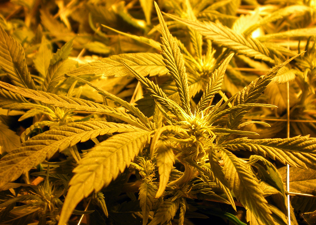 A fully-grown marijuana plant, U.S., 2009.