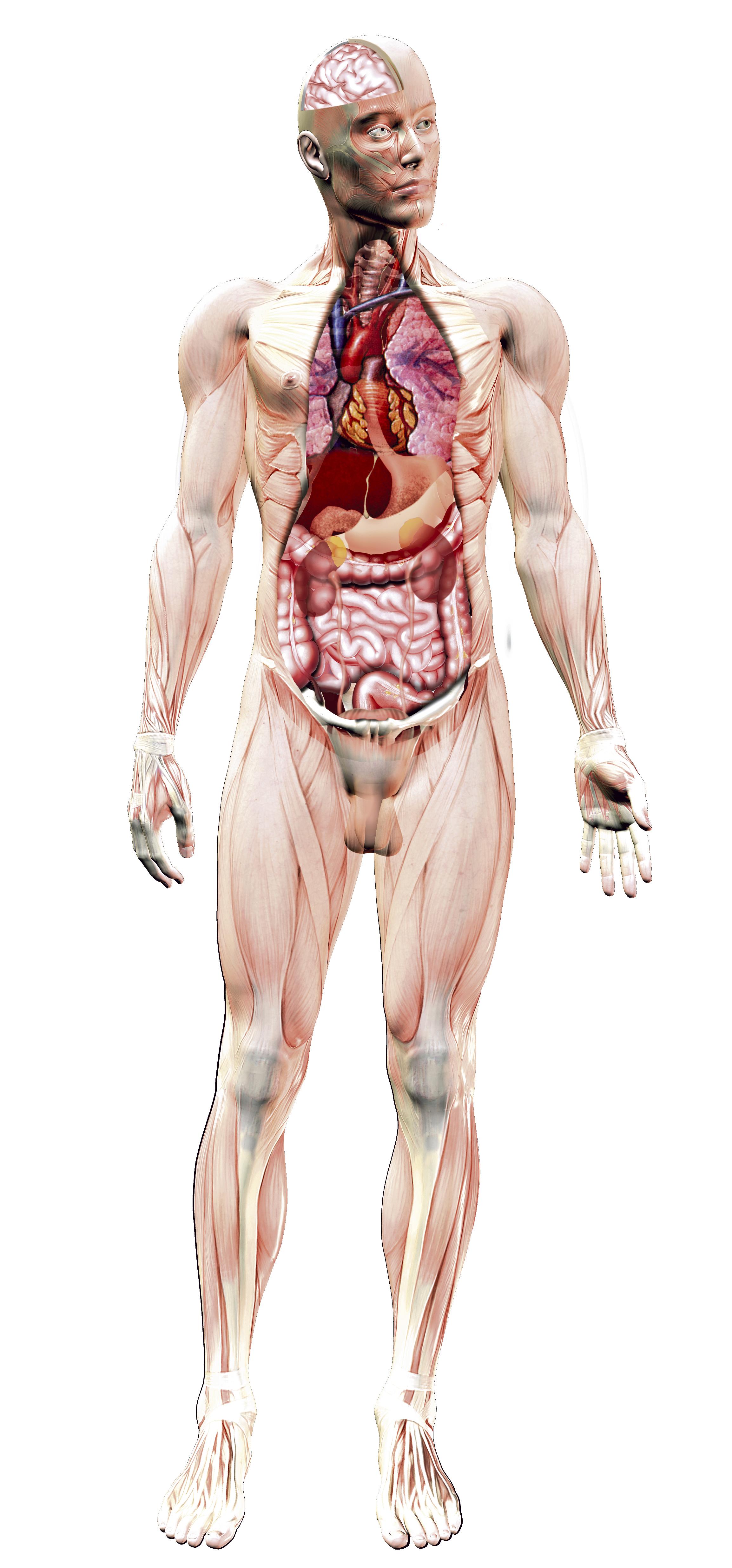 3D anatomy of the human body