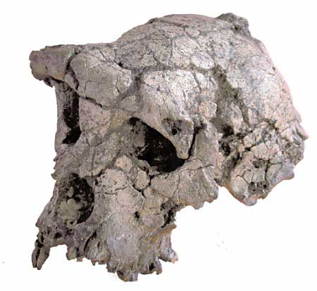 7 million-old Toumai or Sahelanthropus man discovered in the western part of the Djurab desert, Northern Chad.