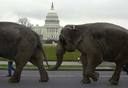 Circus Goes to Mecca!