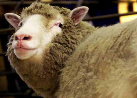 Dolly the Sheep, Roslin Institute, Edinburgh, her heyday.