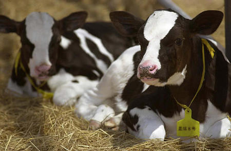 A cloned calf, front, takes a rest after lunch at a ranch, near Urumqi, Xinjiang Uygur, China, August 6, 2003.