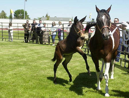 Mule, Idaho Gem, the world's first equine clone, leaps towards his surrogate mother, Idaho Syringa, University of Idaho campus, Moscow, Idaho, May 29, 2003,