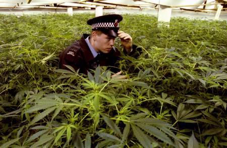 Marijuana