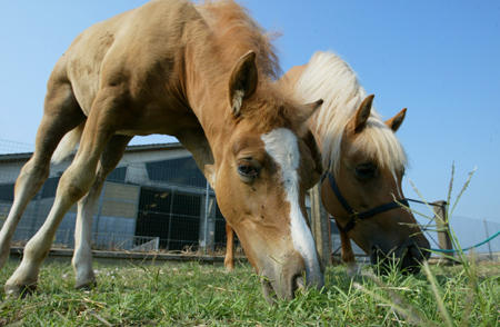 Prometea (L), the first cloned horse, and her mother Stella Cometa eat grass in the grounds of the Laboratory of Reproductive Technology, Cremona, northern Italy, August 7, 2003.