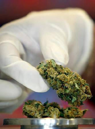 Cannabis being measured into containers in a pharmacy, Rotterdam, September 1, 2003.