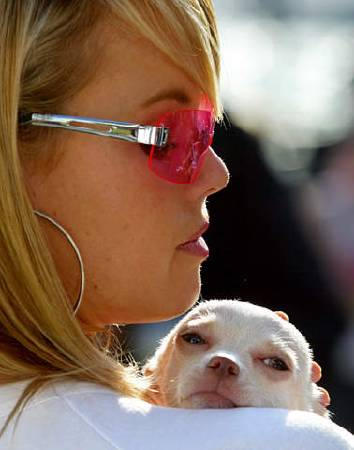A woman cuddles her pet chihuahua 'Pikelet,' Sydney, Australia.