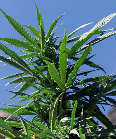 Marijuana