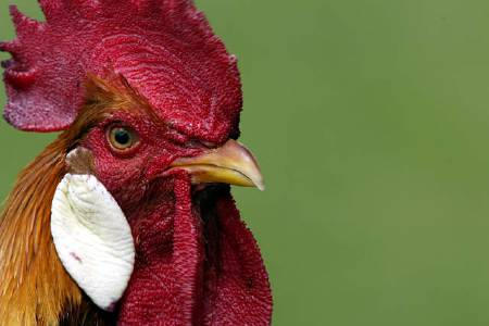 France's national rugby team mascot, a cock called Diomede, Rugby World Cup, Australia, October 2003.