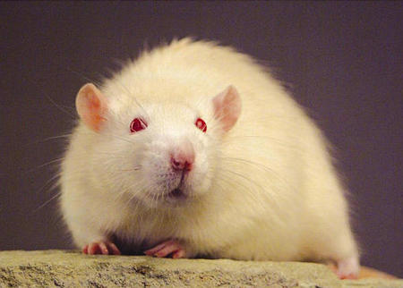 Ralph, the first cloned rat in a picture issued by the biotech company genOway, Lyons, France, Septemebr 25, 2003.