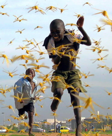 Senegalese children run as devouring locusts spread in the capital Dakar, September 1, 2004.