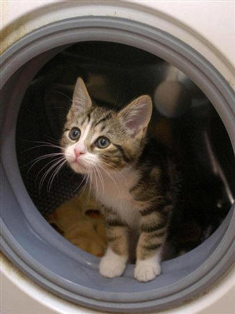 Eight-week-old kitten Milo sits in the washing machine that nearly killed him earlier after he climbed in through curiosity, and Mrs. Troth, who had been searching for him, unwittingly switched on the machine for a spin wash and only realized where the inquisitive tabby might be about halfway through the cycle, Ginny Troth's house, Redditch, central England, November1, 2004.