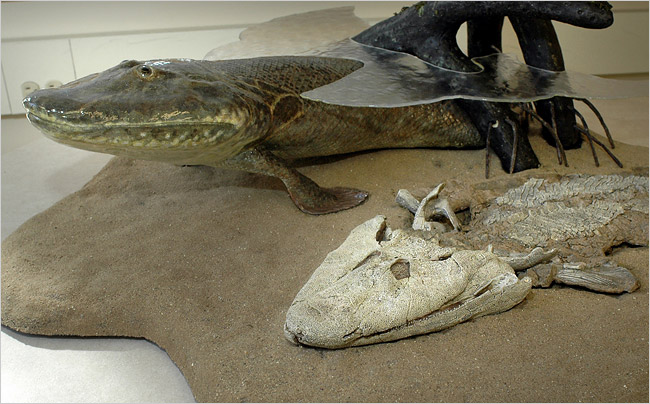 A model of the 375 million-year-old fish, which exhibits changes that anticipate the emergence of land animals, and uncovered in sediments of former stream beds in the Canadian Arctic, 600 miles from the North Pole, and revealed by scientist in April 5, 2006.