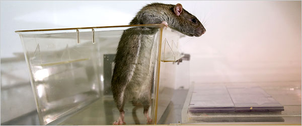 A rat.