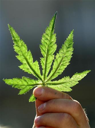 A man holds a leaf of cannabis during a rally after a Polish woman who grew marijuana to calm the nerves of her cow has been charged with cultivating a narcotic, Budapest, May 4, 2003.
