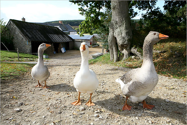 Geese roam freely at English countryside