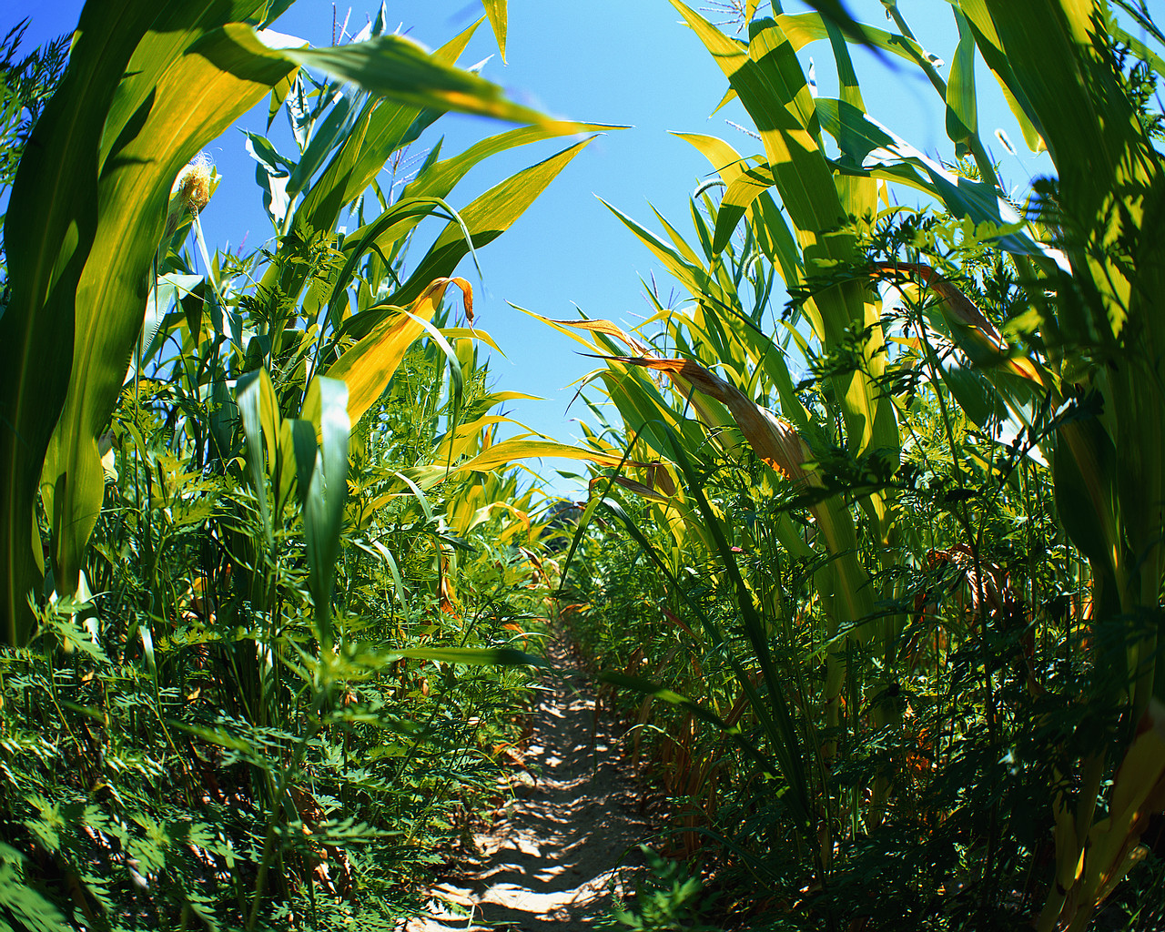 Maize field, Nebraska, USA.