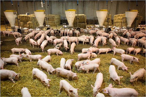 Pigs on an Agri Plus farm, a subsidiary of Smithfield company, Wieckowice, Poland, April, 2009.