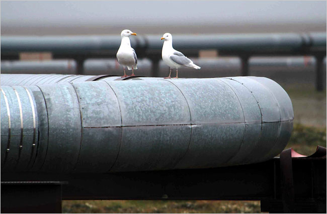 Glaucous gulls, the oil fields of Alaska.