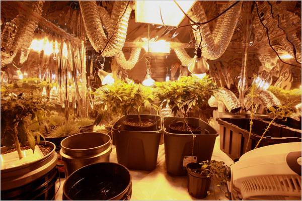 Med Grow Cannabis College, Detroit, Michigan, November 2009.