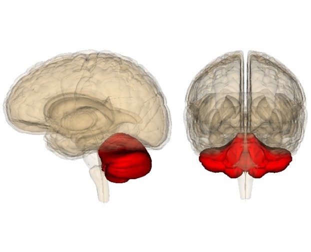 Researchers at Tel Aviv University have given a rat an artificial brain part, the cerebellum, to restore lost functions, thereby ushering in the era of true brain-to-computer communication for humans, September 2011.